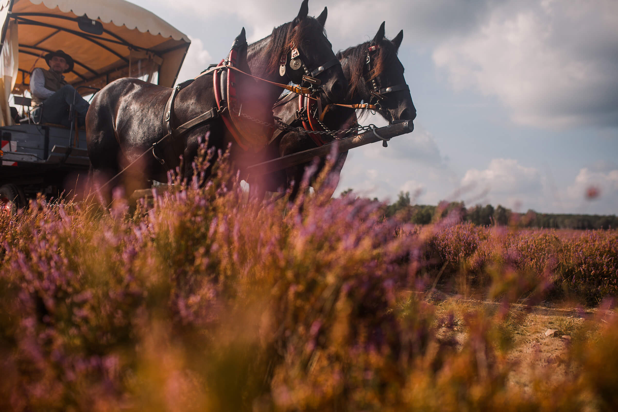 Kremserfahrt in Südbrandenburg Elbe/Elster Kreis